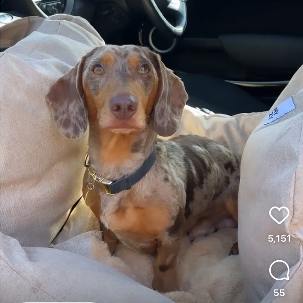 Funny Fuzzy New Dog Car/Petbed